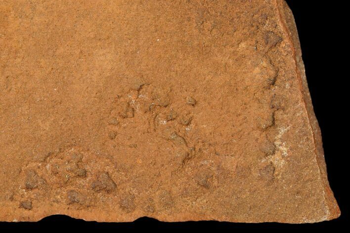 Horodyskia Fossil Slab - Oldest Known Multicellular Life #130666